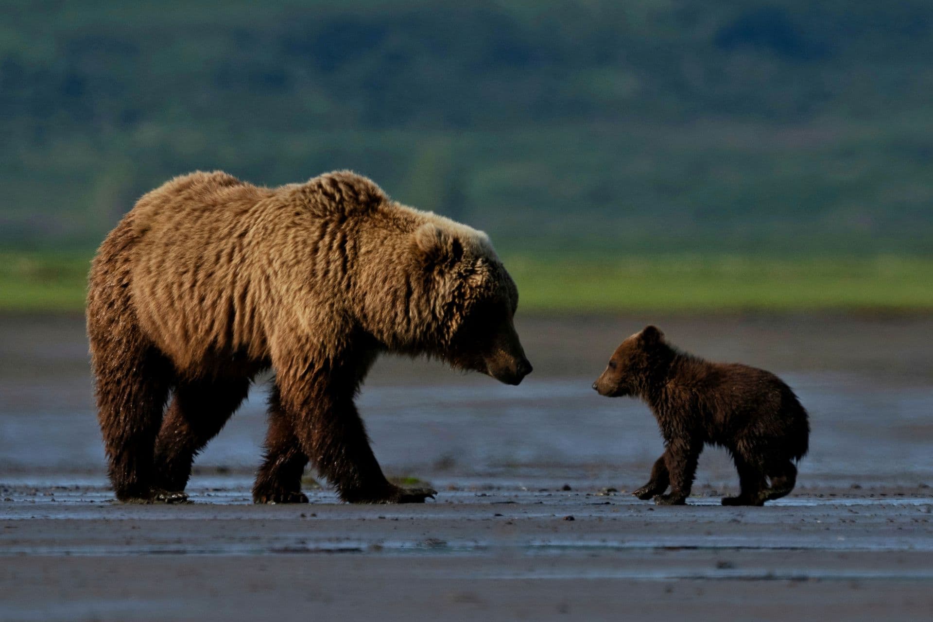 Alaska Bear & Wildlife Adventure