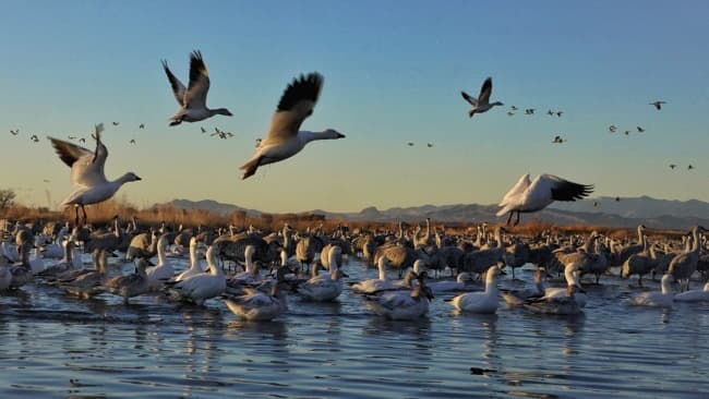 Festival of the Cranes