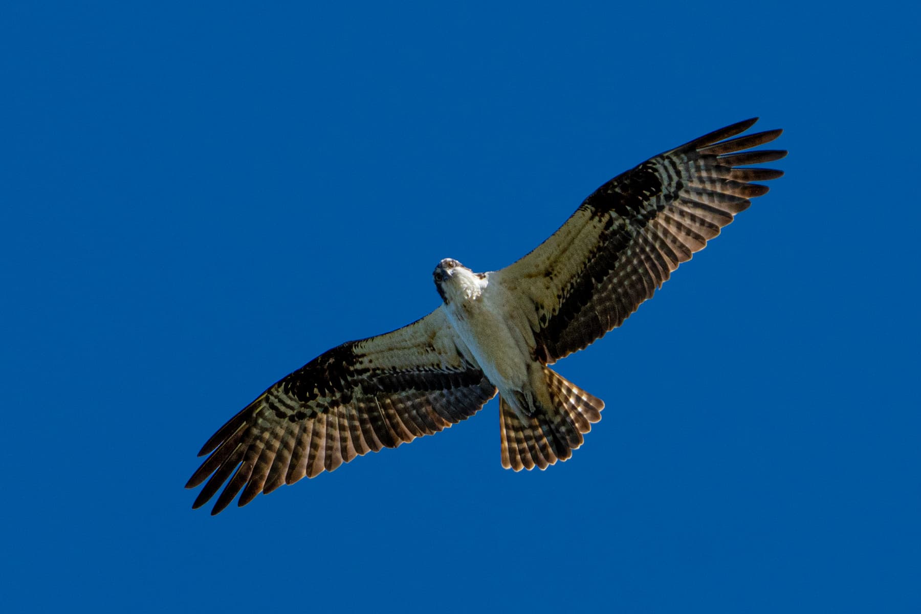 Florida Workshop II - Fort De Soto, FL