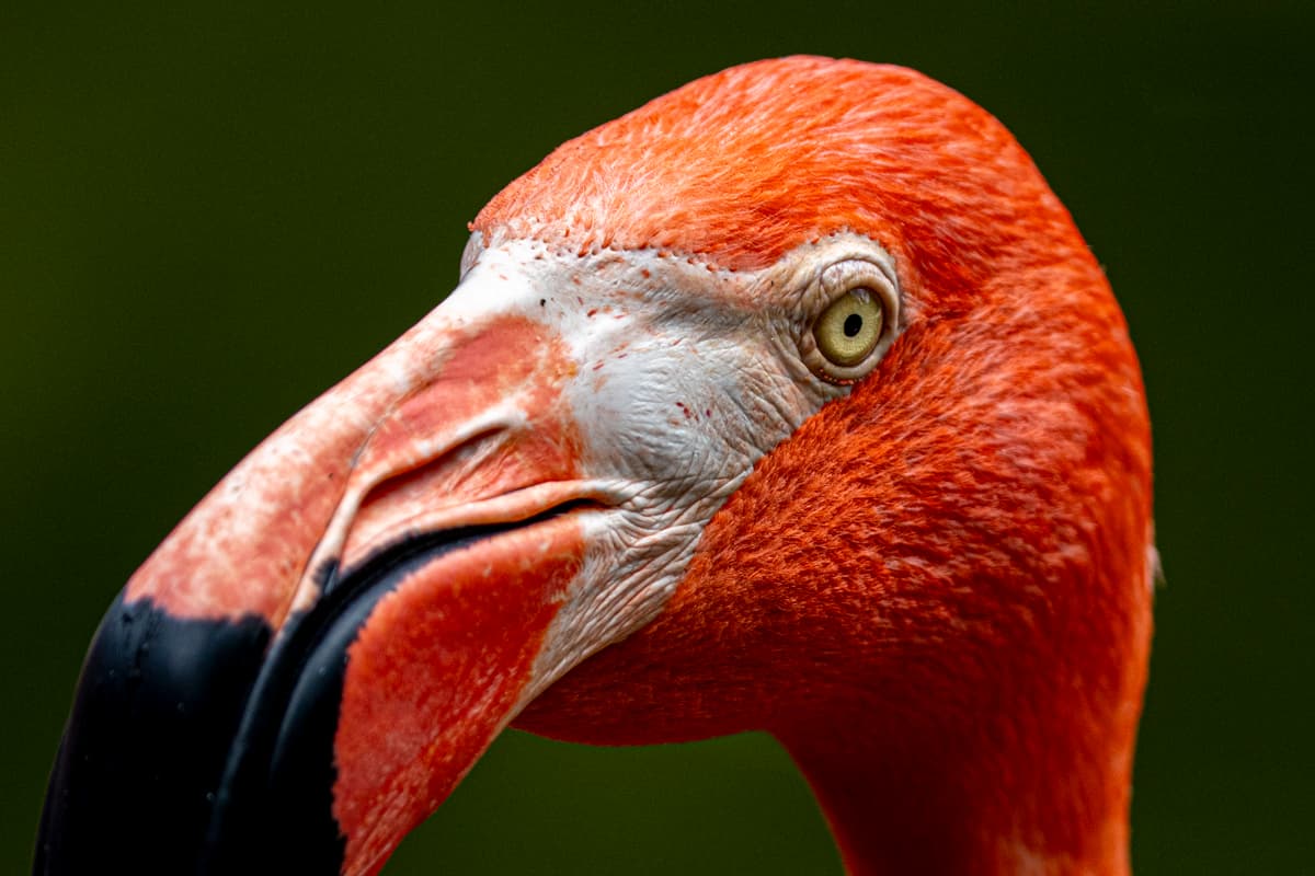 Florida Bird & Wildlife Workshop