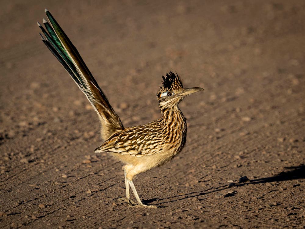 Rio Grande Valley Bird & Wildlife Workshop
