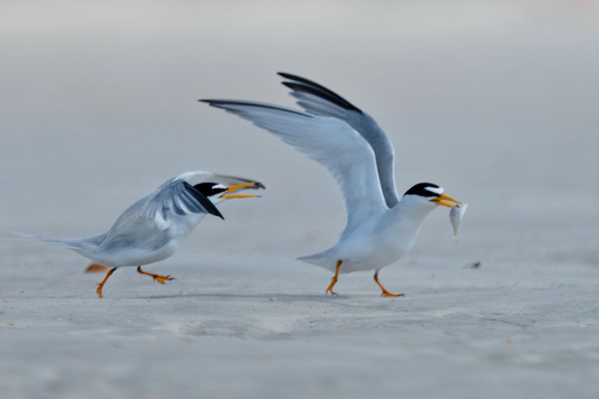 Florida Bird & Wildlife Workshop I — Fort Myers / Southwest Florida