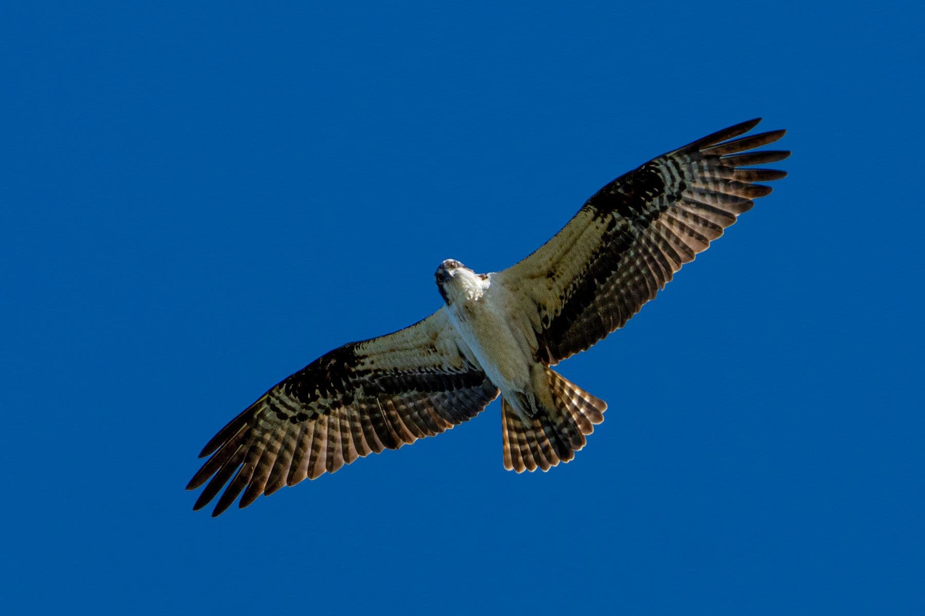 Florida Bird & Wildlife Workshop II — Fort De Soto / Gulf Coast