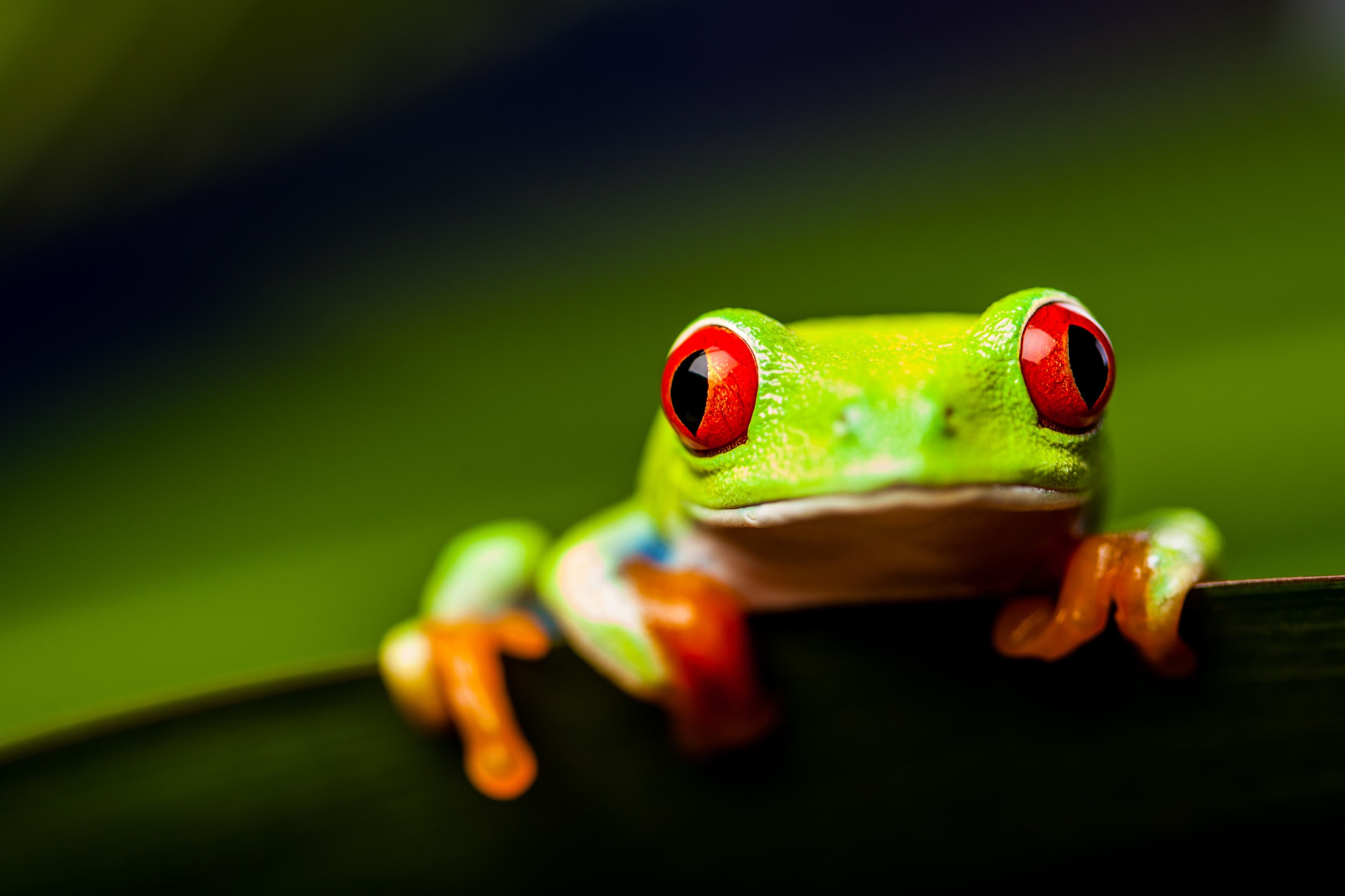 Panama Bird & Wildlife Adventure — Caribbean Islands / Bocas del Toro