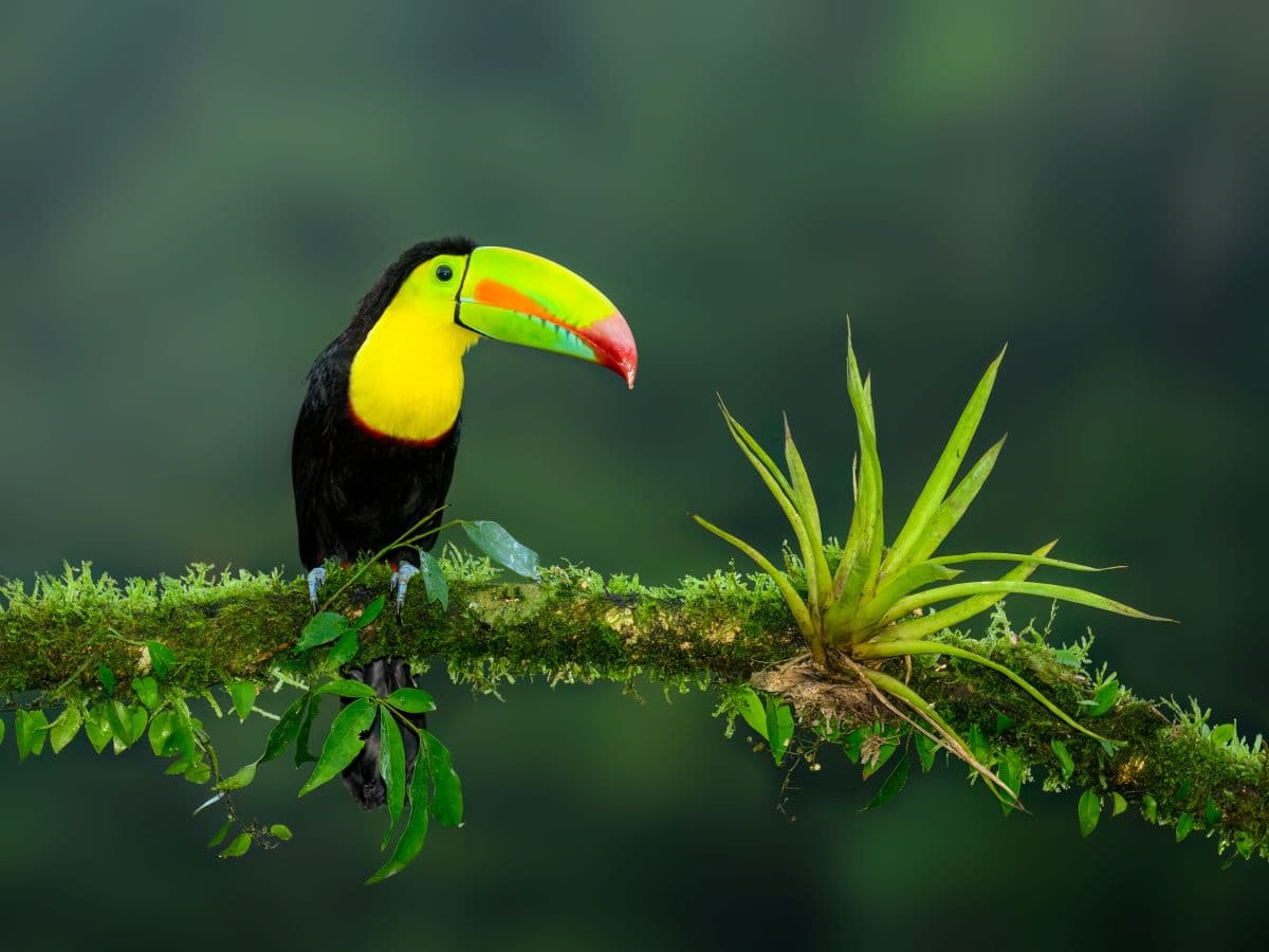 Panama Bird & Wildlife Adventure — Central & Western Panama