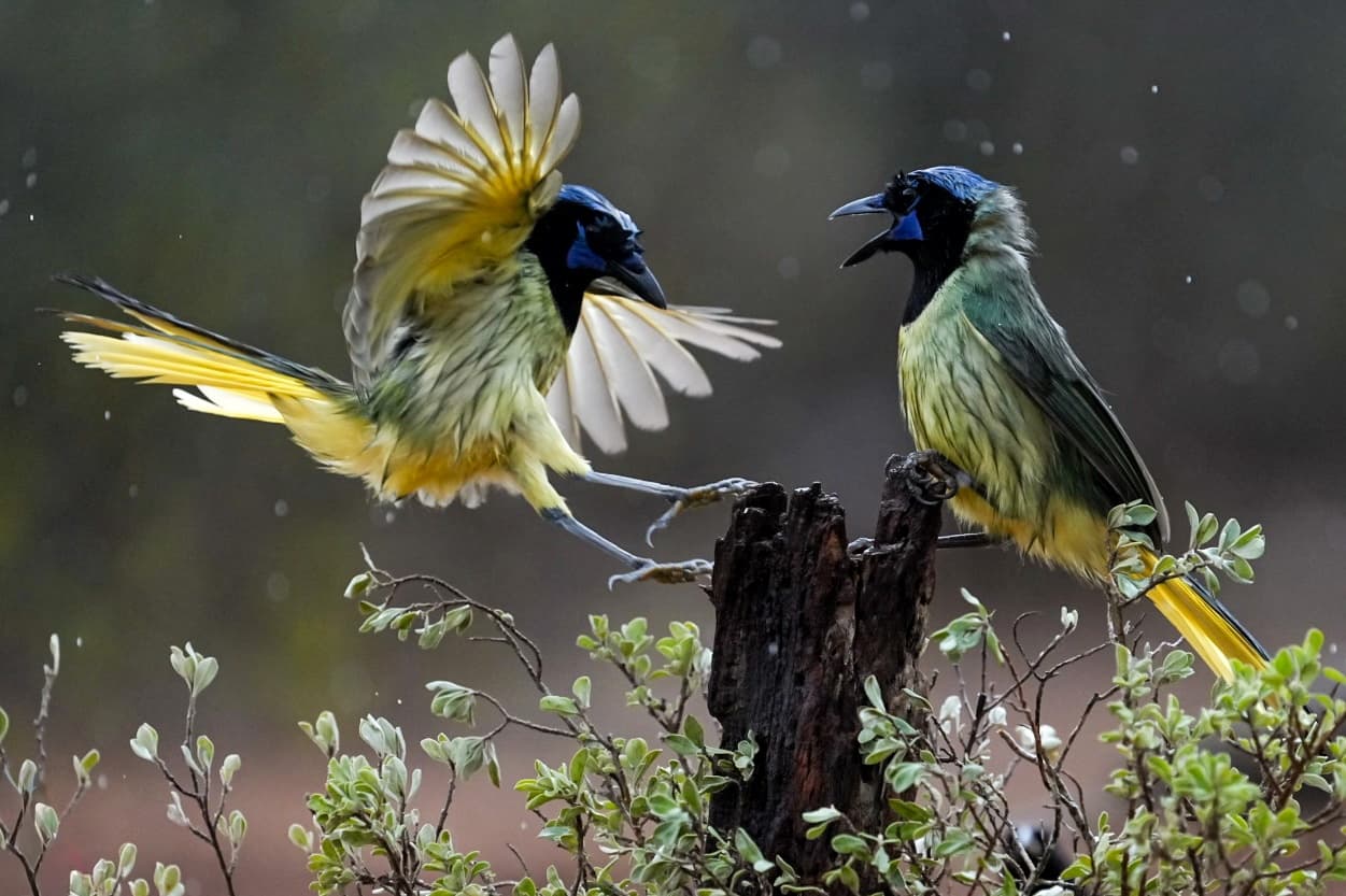 Rio Grande Valley Bird & Wildlife Workshop