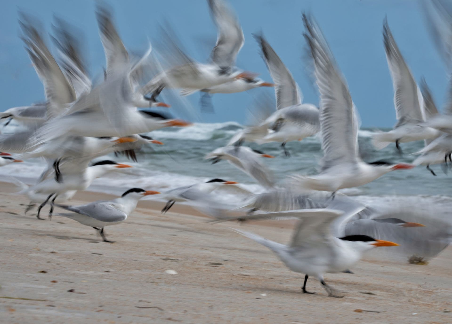 Birds — featured collection