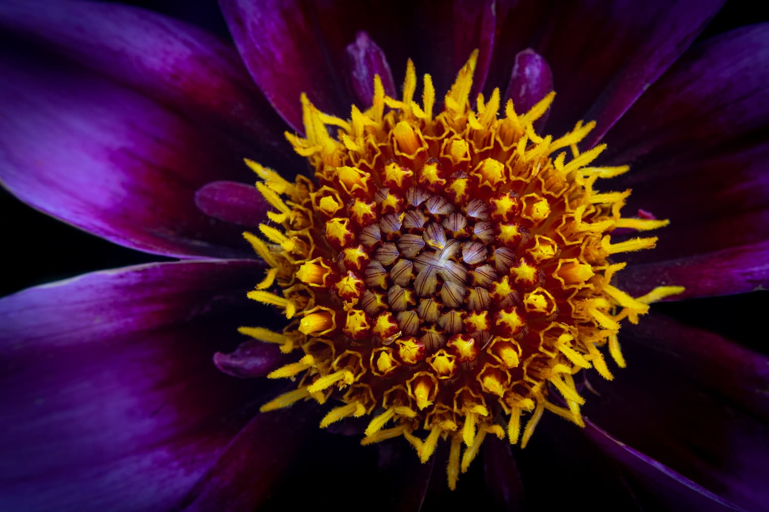 Macro cover