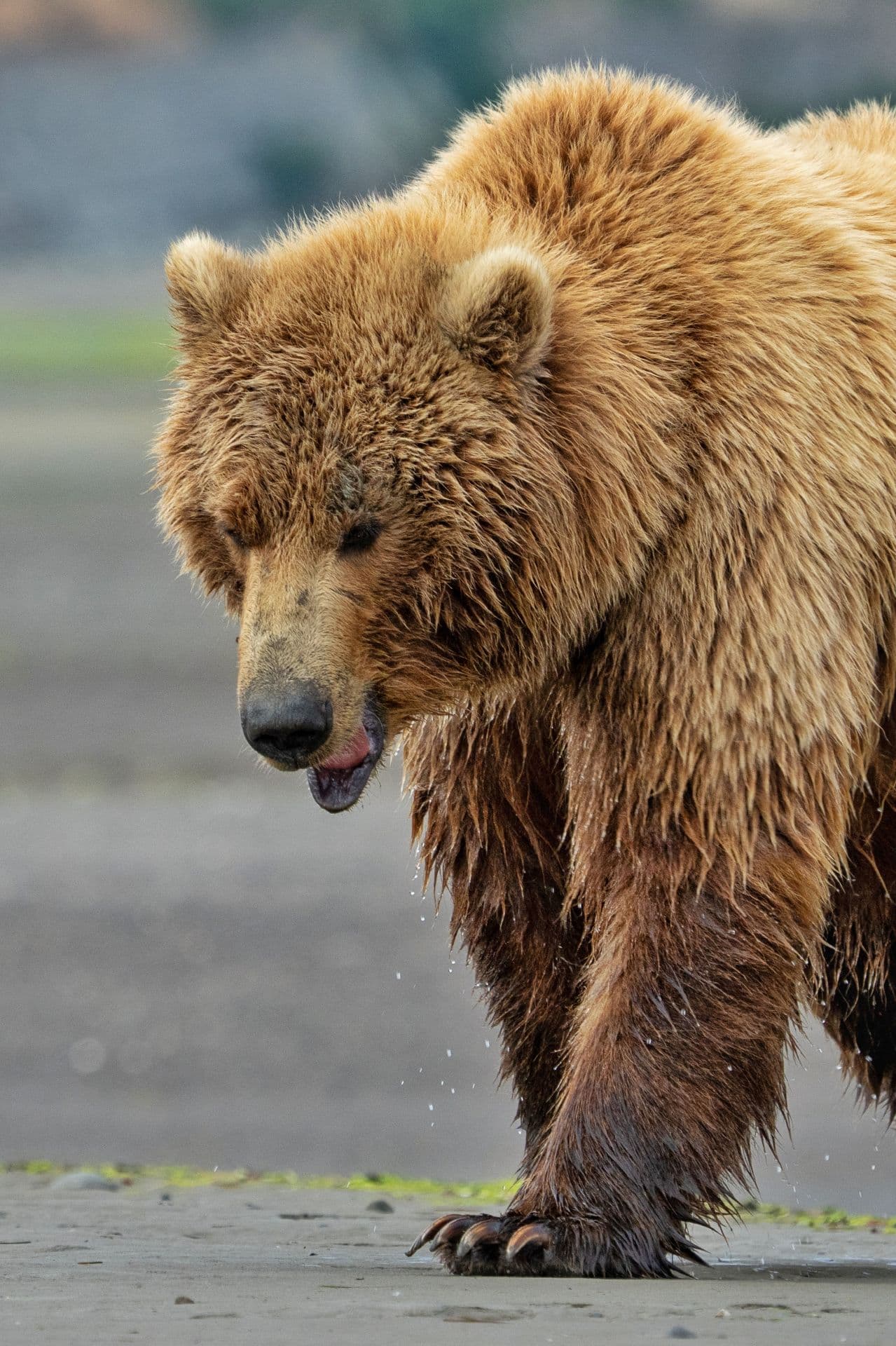 Wildlife — featured collection