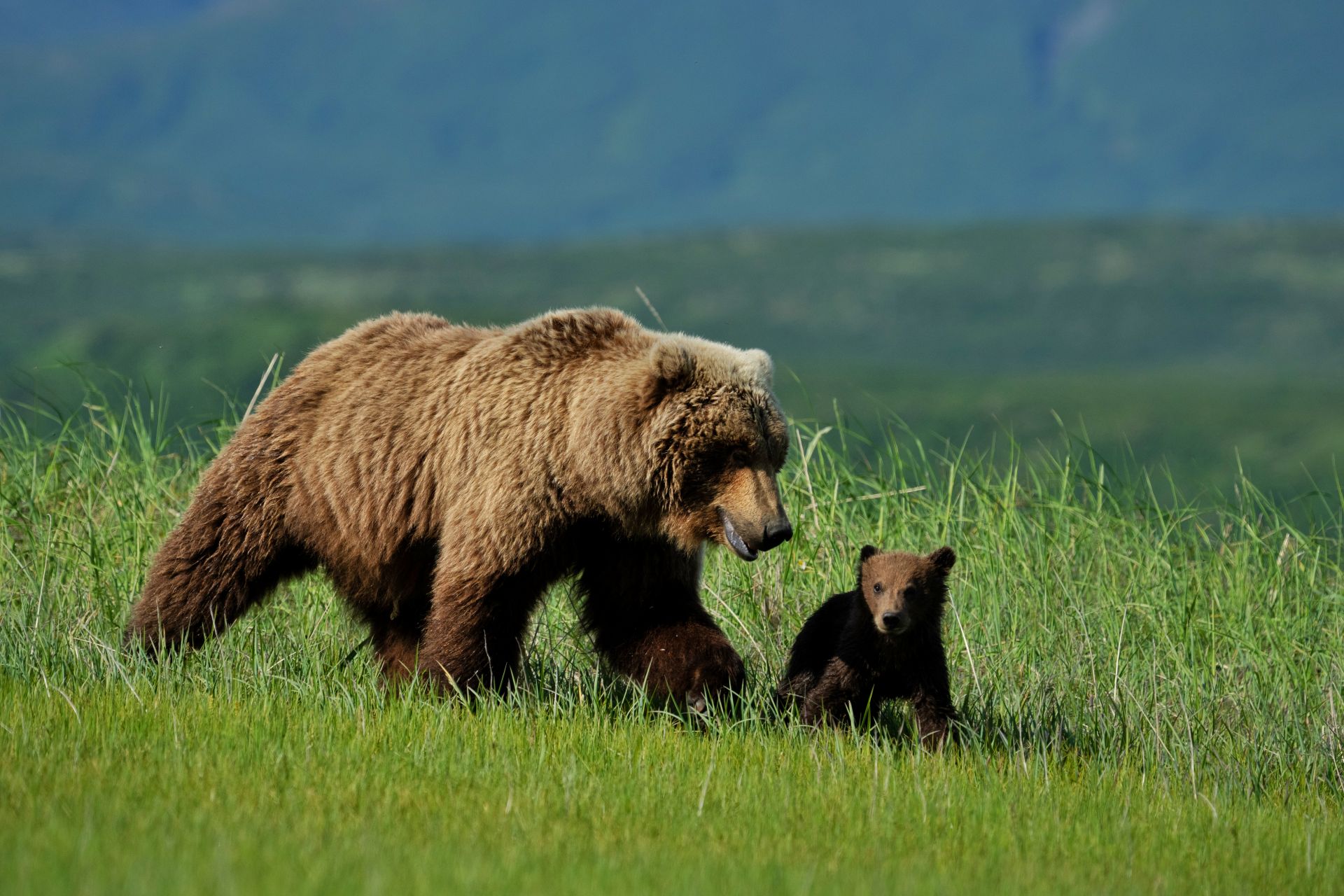 Alaska Bear & Wildlife Adventure — gallery