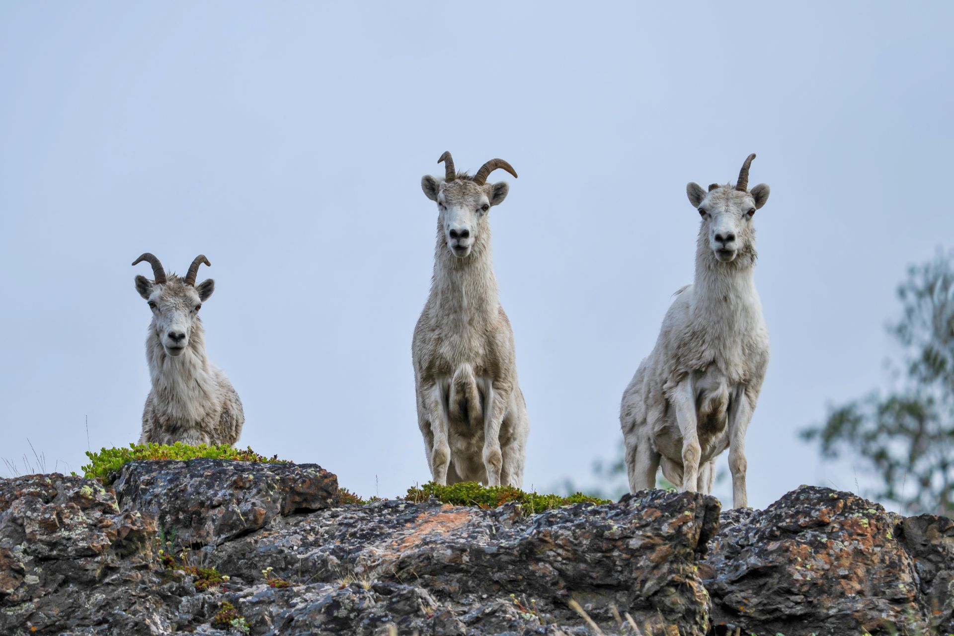 Alaska Bear & Wildlife Adventure — gallery