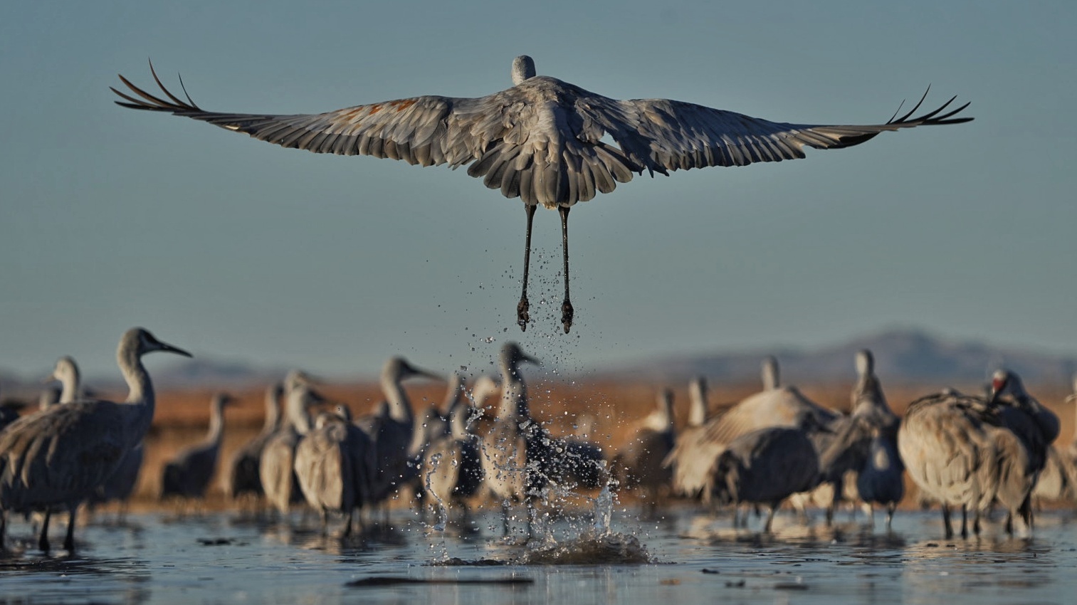 Festival of the Cranes gallery image 1