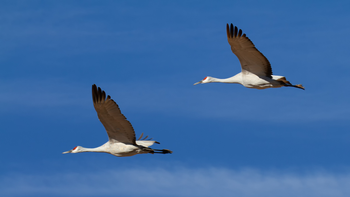 Festival of the Cranes gallery image 4