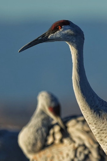 Festival of the Cranes gallery image 6