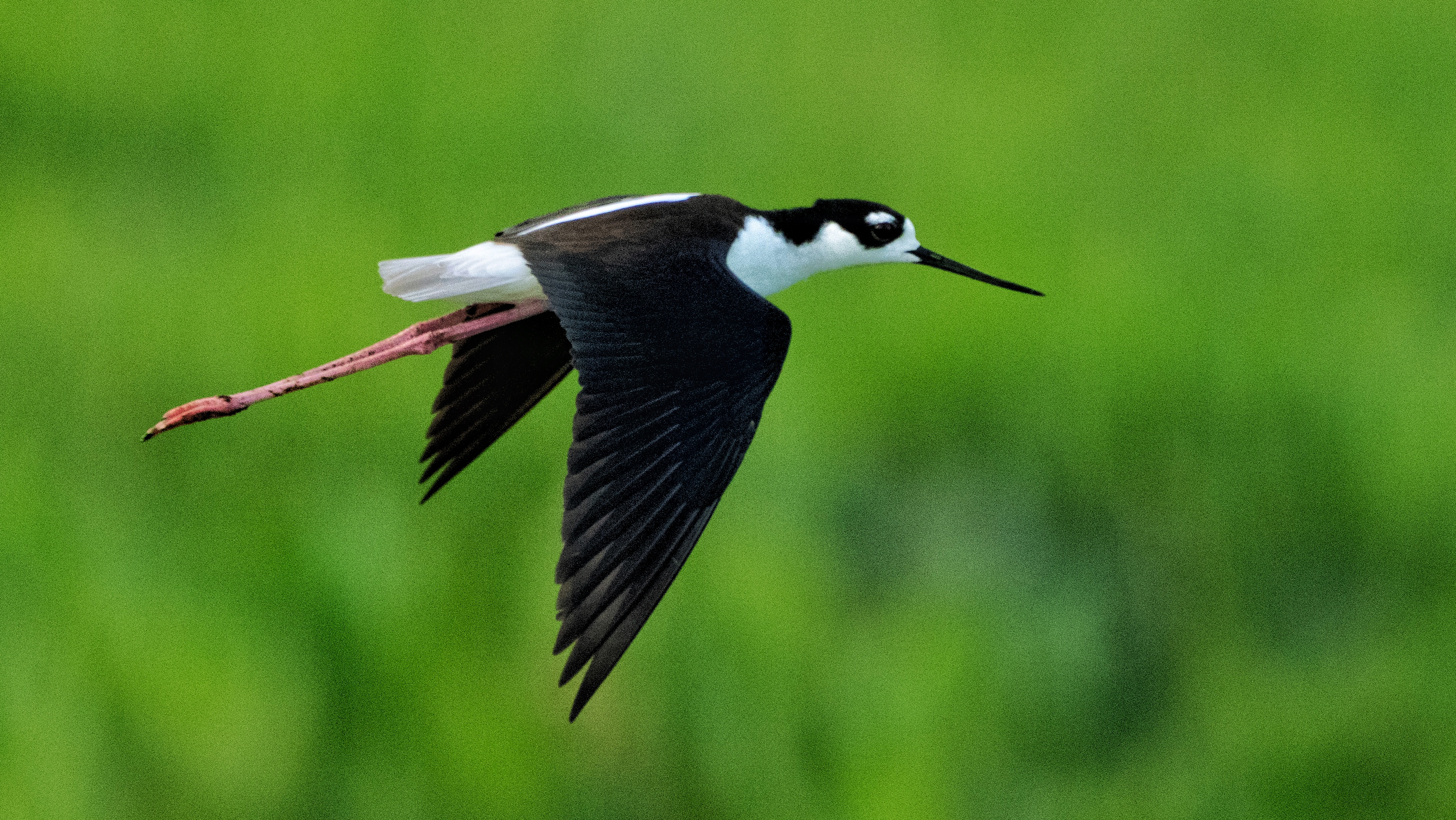 Florida Bird & Wildlife Workshop I — Fort Myers / Southwest Florida gallery image 3