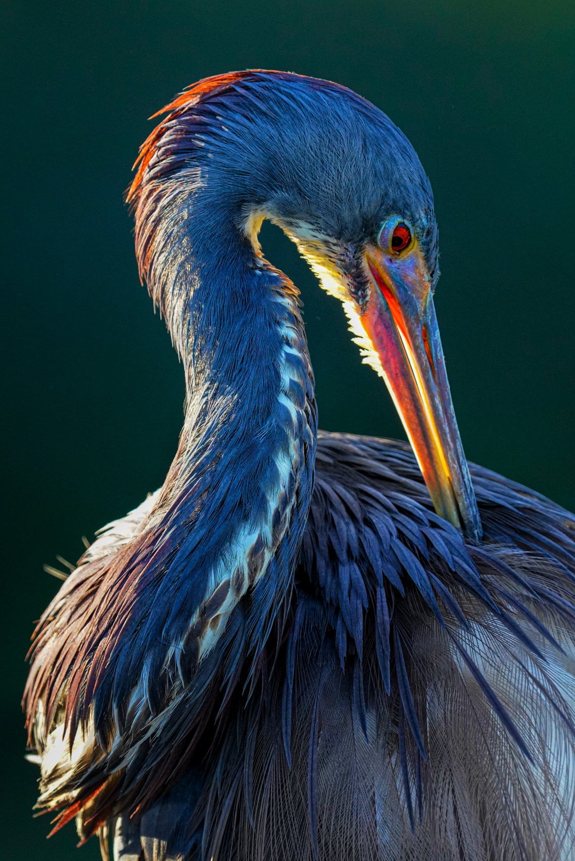 Florida Bird & Wildlife Workshop I — Fort Myers / Southwest Florida gallery image 5