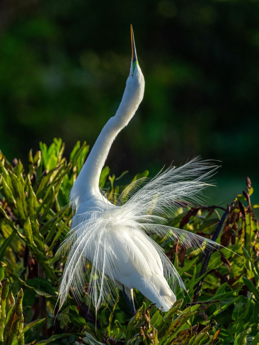 Florida Bird & Wildlife Workshop I — Fort Myers / Southwest Florida gallery image 7