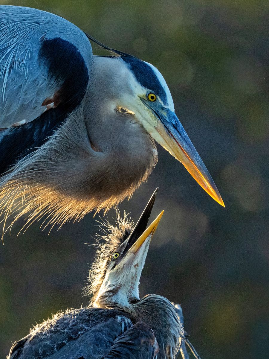 Florida Bird & Wildlife Workshop I — Fort Myers / Southwest Florida gallery image 8