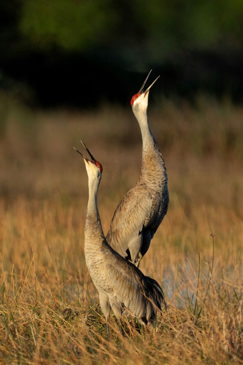 Florida Bird & Wildlife Workshop I — Fort Myers / Southwest Florida gallery image 9