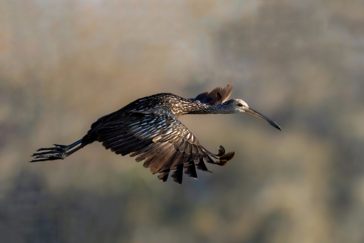 Florida Bird & Wildlife Workshop I — Fort Myers / Southwest Florida gallery image 11