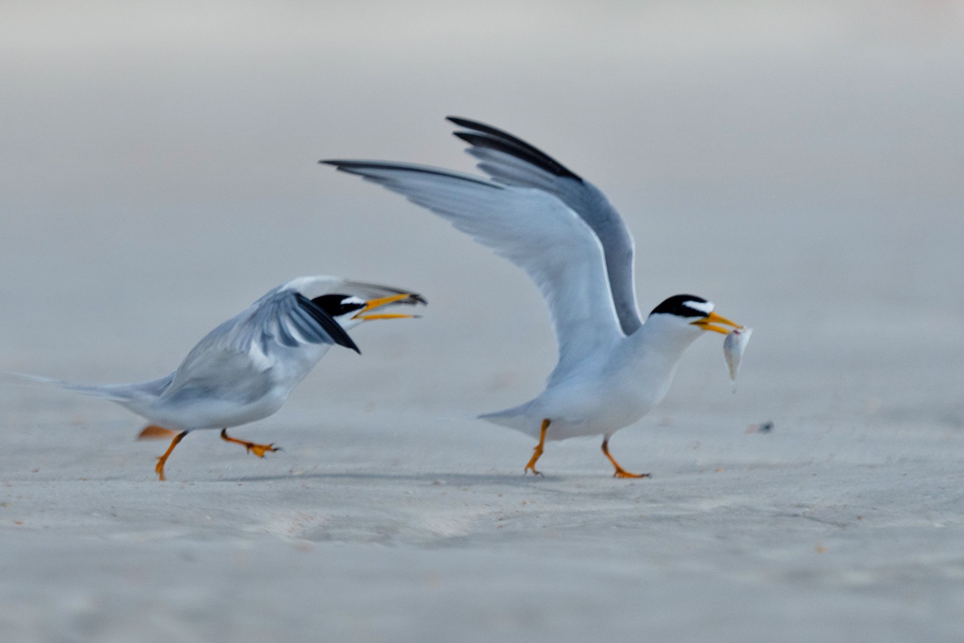Florida Bird & Wildlife Workshop II — Fort De Soto / Gulf Coast gallery image 2