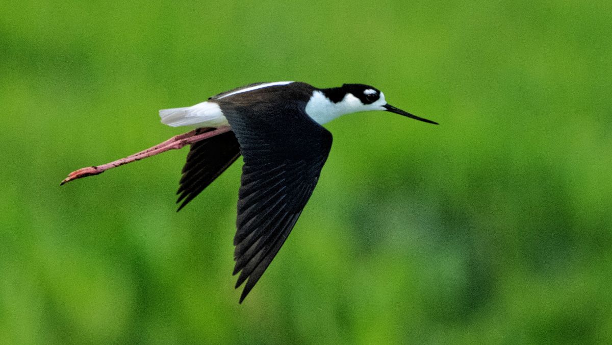 Florida Bird & Wildlife Workshop II — Fort De Soto / Gulf Coast gallery image 3