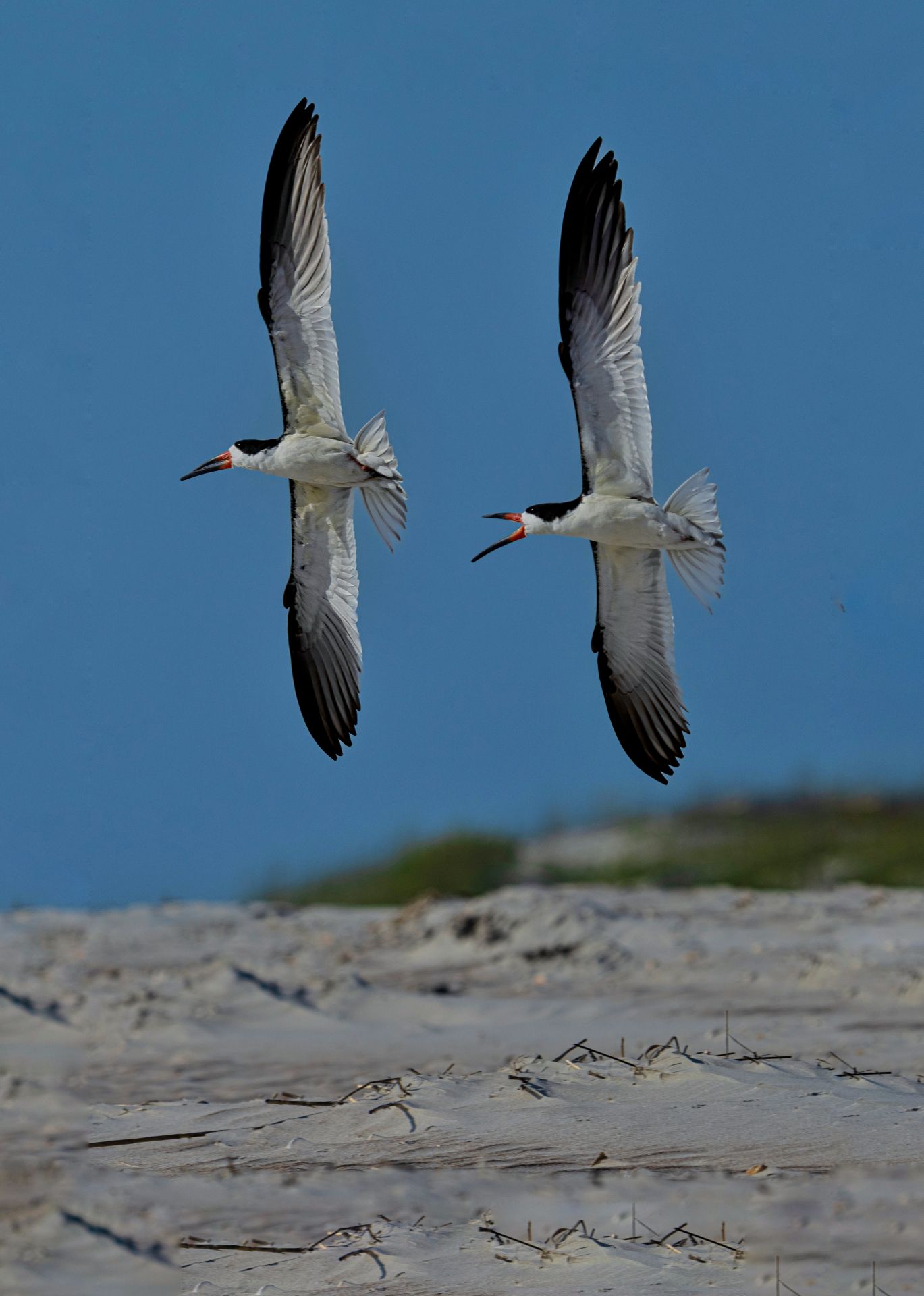 Florida Bird & Wildlife Workshop II — Fort De Soto / Gulf Coast gallery image 4