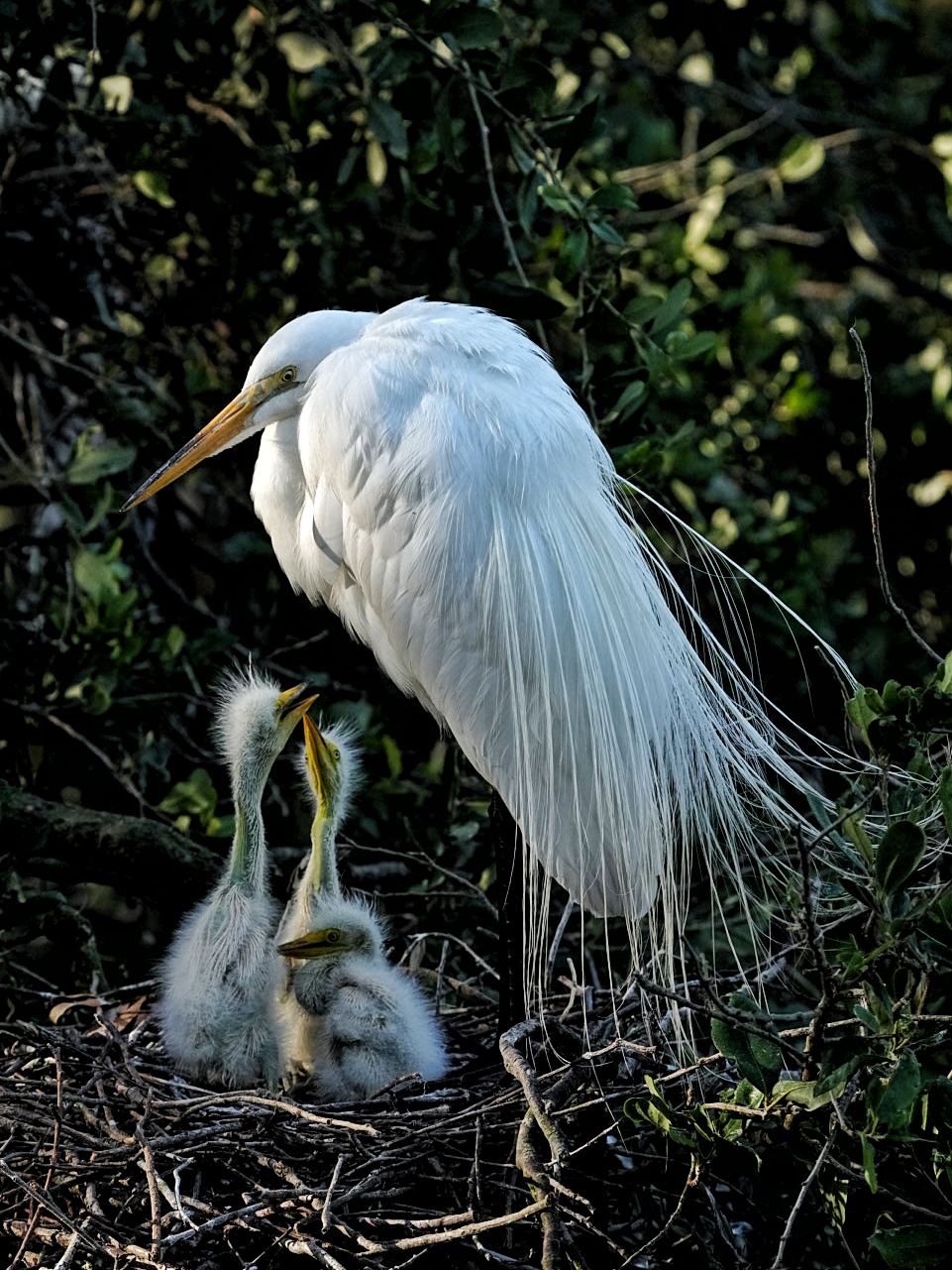 Florida Bird & Wildlife Workshop II — Fort De Soto / Gulf Coast gallery image 5