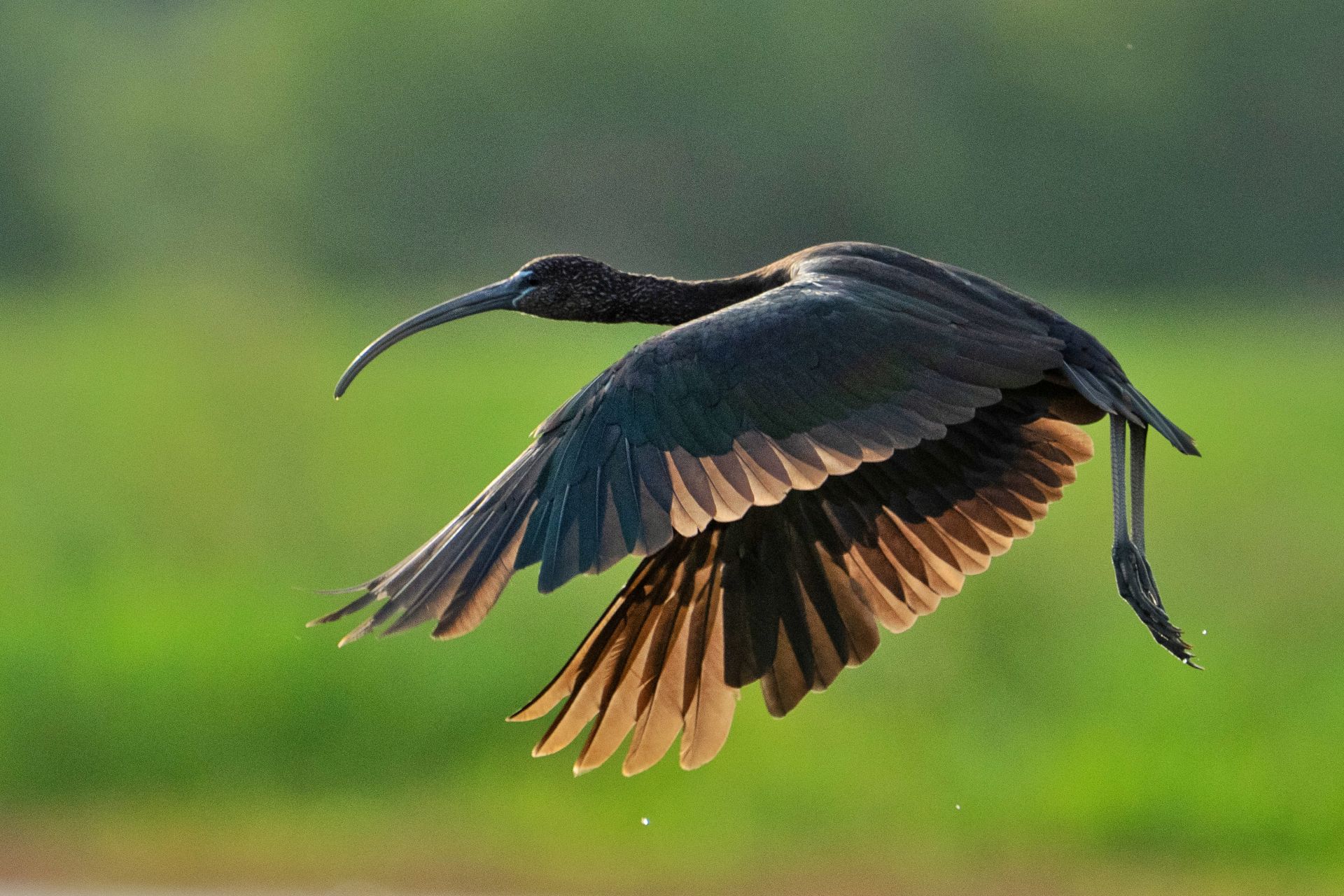Florida Bird & Wildlife Workshop II — Fort De Soto / Gulf Coast gallery image 6