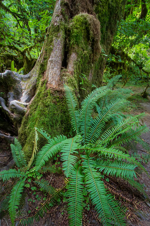 Olympic Peninsula Workshop — gallery