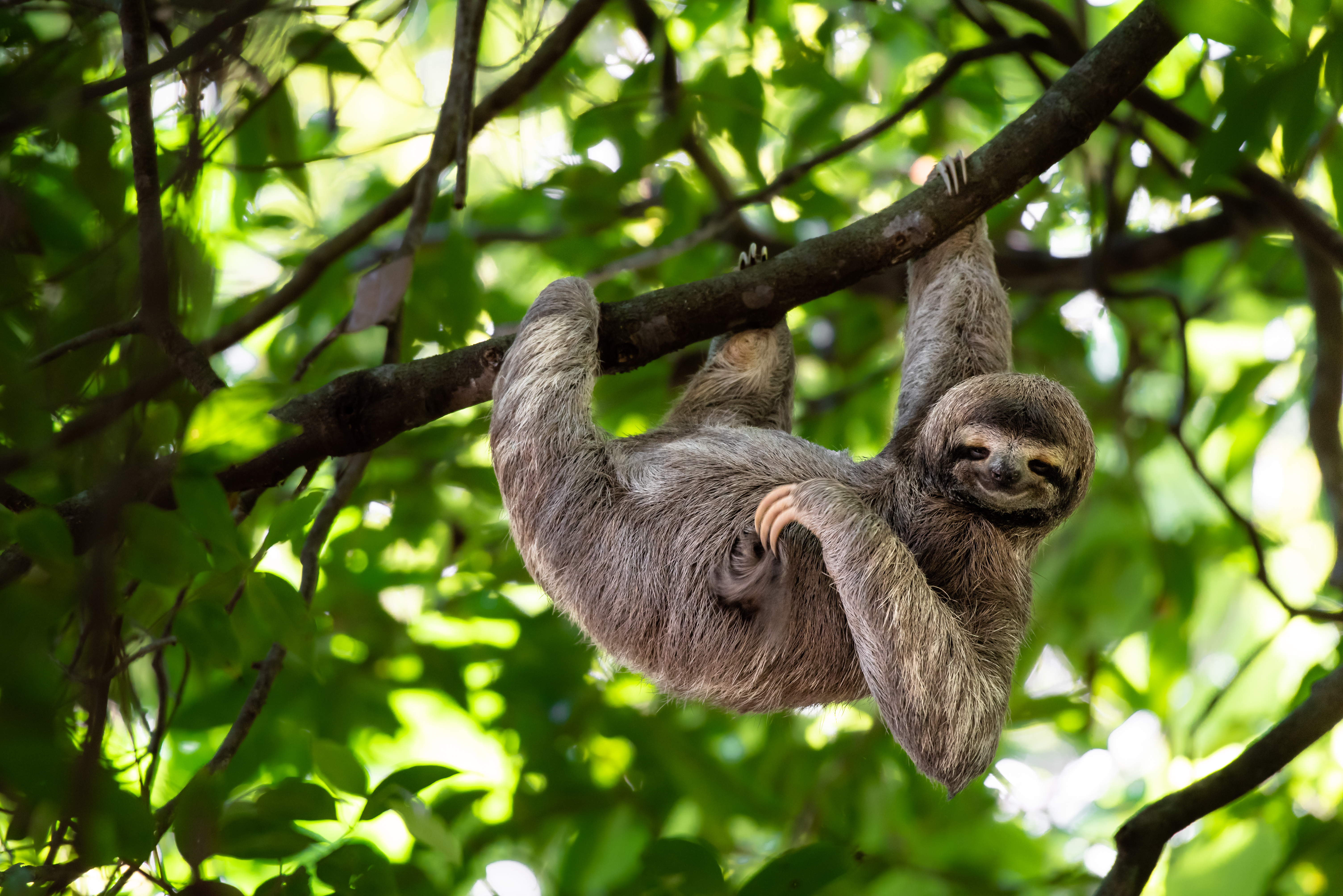 Panama Bird & Wildlife Adventure — Caribbean Islands / Bocas del Toro gallery image 3