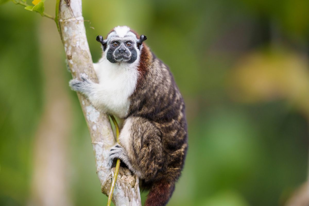 Panama Bird & Wildlife Adventure — Central & Western Panama gallery image 4