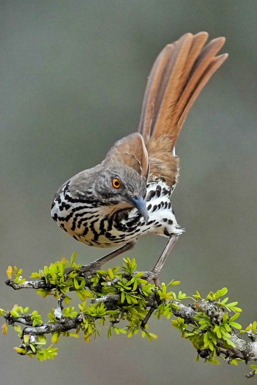 Rio Grande Valley Bird & Wildlife Workshop gallery image 5