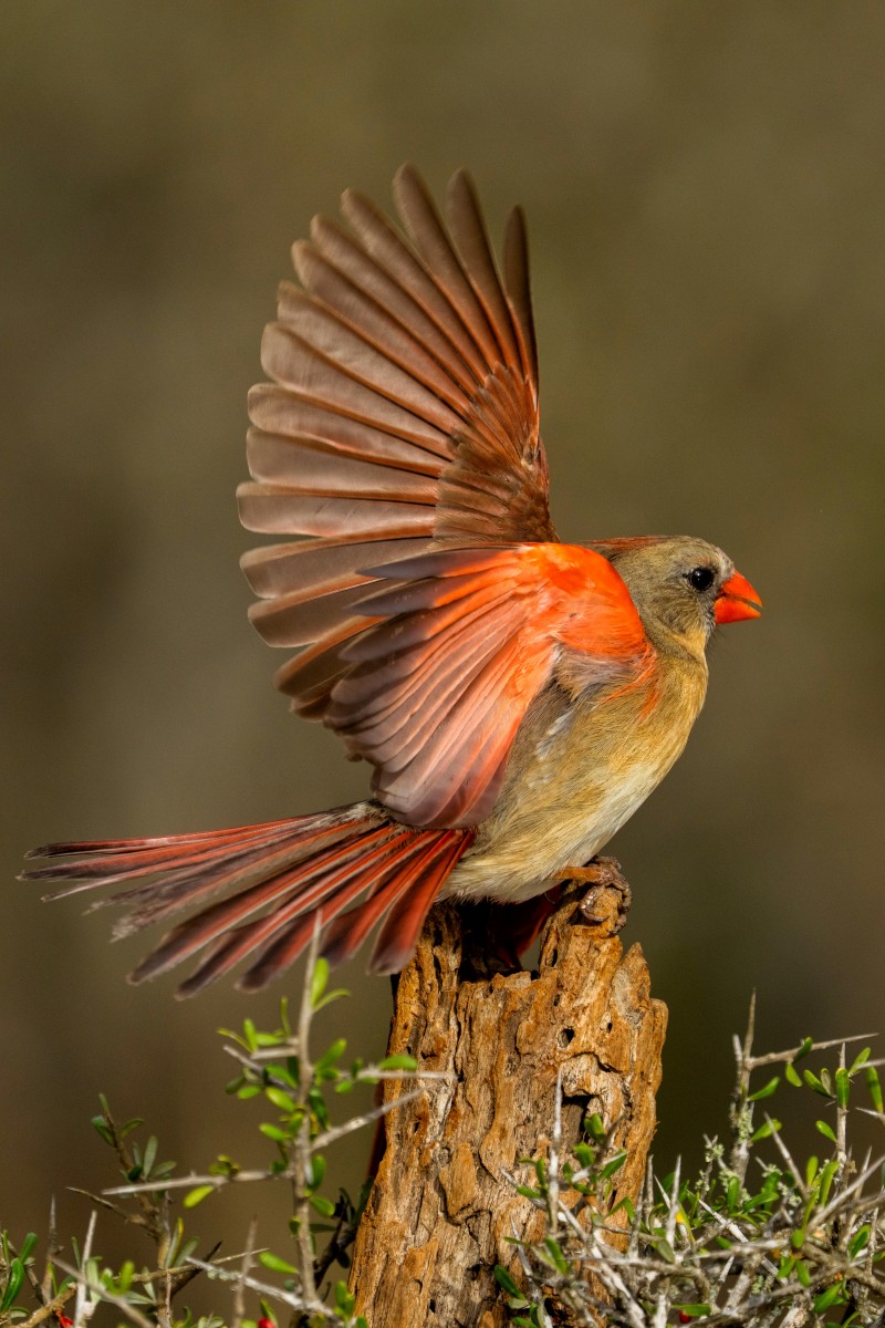Rio Grande Valley Bird & Wildlife Workshop gallery image 6